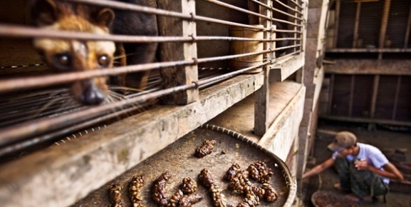 How is it that the most expensive coffee in the world is extracted from the excrement of a marten?