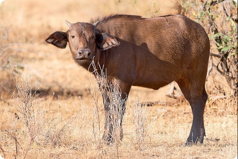 How long is the longest pregnancy in animals