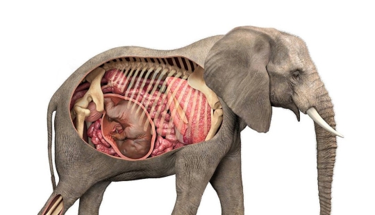 How long is the longest pregnancy in animals