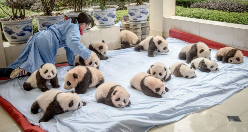 How pandas are raised in Sichuan Province