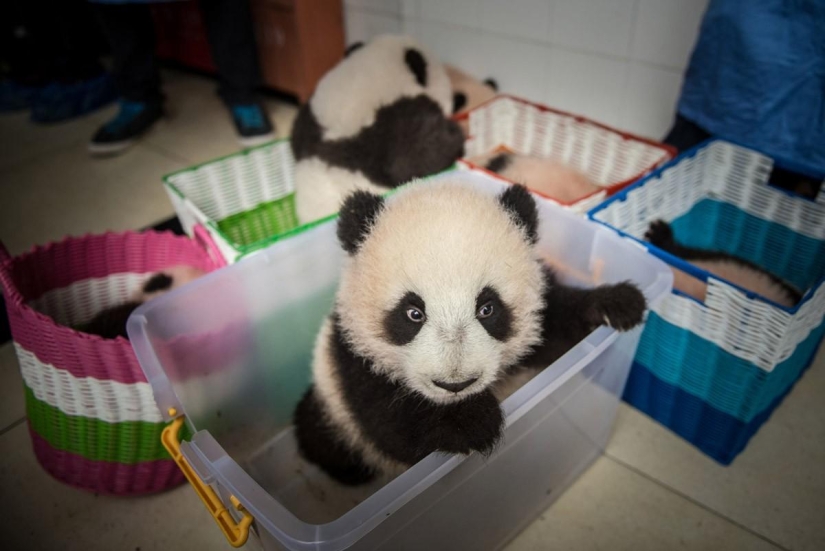 How pandas are raised in Sichuan Province