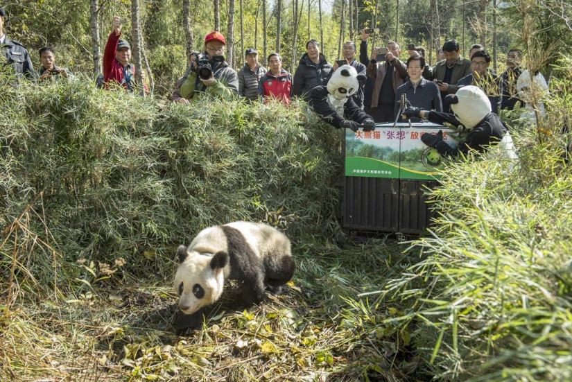 How pandas are raised in Sichuan Province