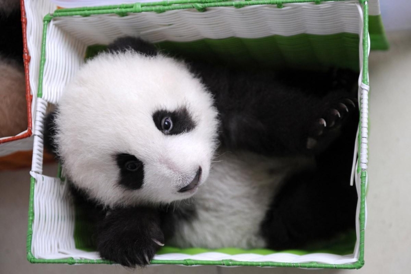 How pandas are raised in Sichuan Province