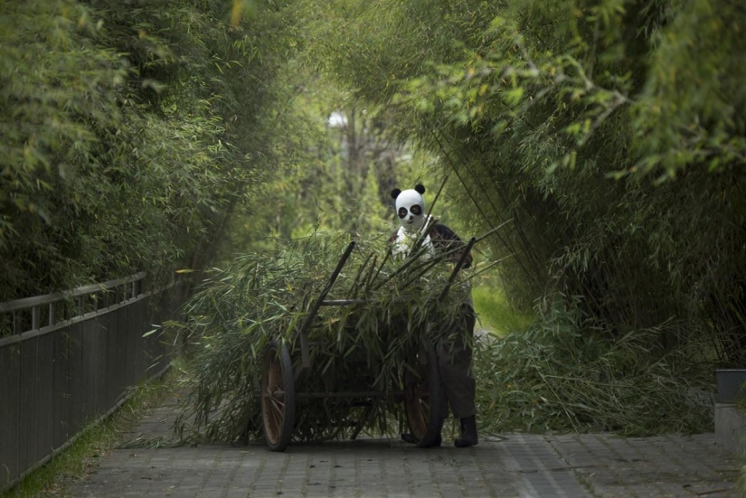 How pandas are raised in Sichuan Province