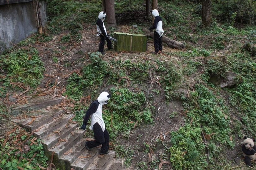 How pandas are raised in Sichuan Province