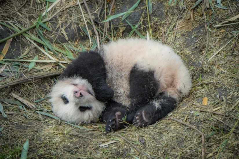 How pandas are raised in Sichuan Province