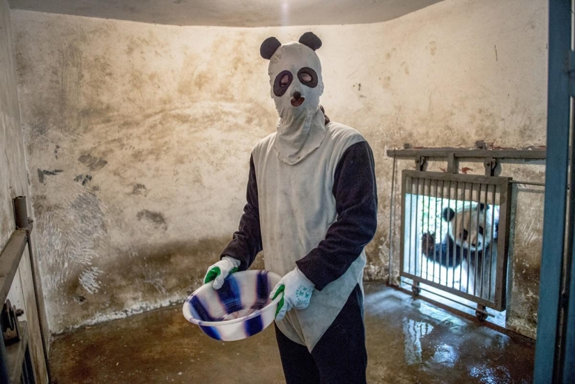 How pandas are raised in Sichuan Province