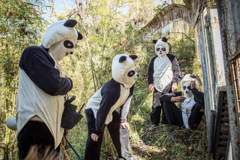 How pandas are raised in Sichuan Province