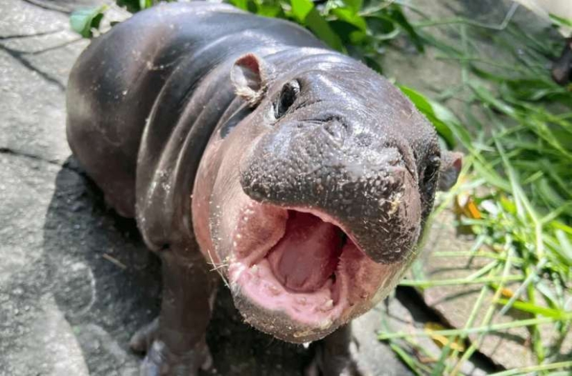 How Thai Zoo Hippo Mu Deng Became a World Star