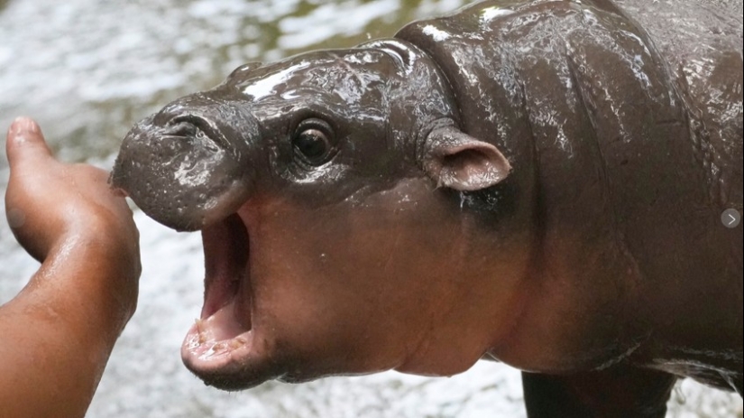 How Thai Zoo Hippo Mu Deng Became a World Star