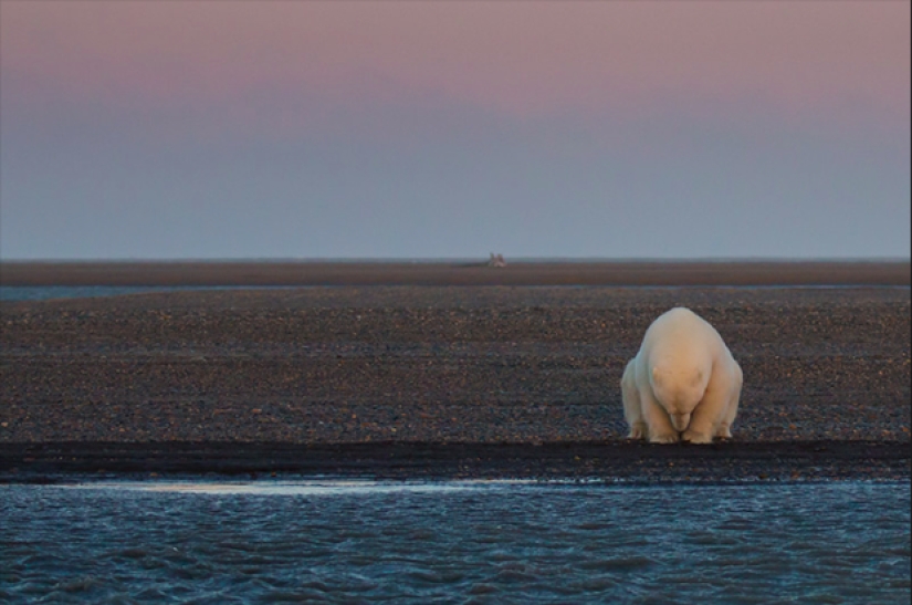 How the Arctic is melting: an impressive comparison of the frames of the XX century and modern