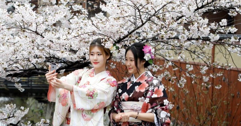 How the cherry blossom became a sacred tree for the Japanese