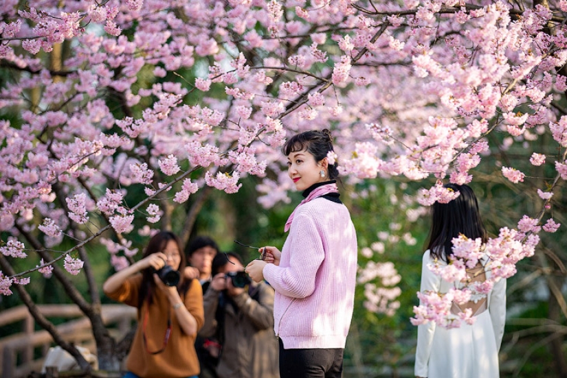 How the cherry blossom became a sacred tree for the Japanese