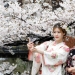 How the cherry blossom became a sacred tree for the Japanese