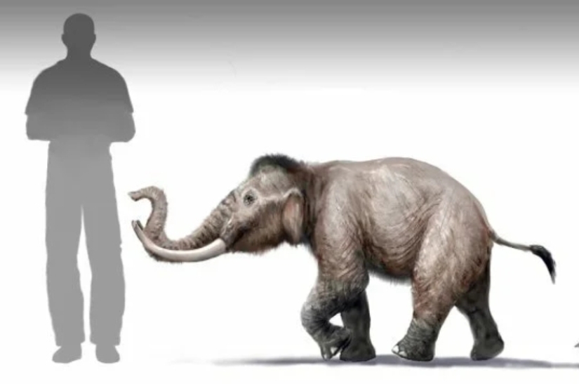 How the Cyclopes appeared in ancient mythology, and where do elephants and ponies come from