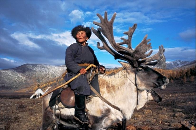 How the endangered tribe of reindeer herders from Mongolia lives