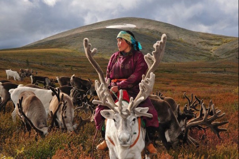 How the endangered tribe of reindeer herders from Mongolia lives