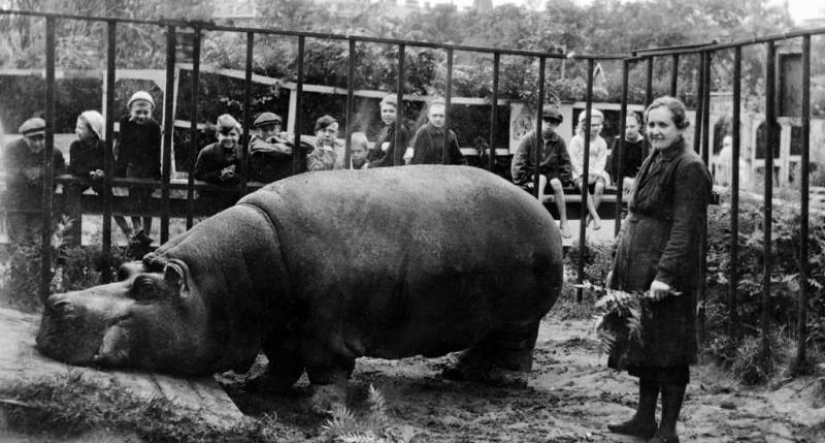 How the Leningrad Zoo survived the blockade