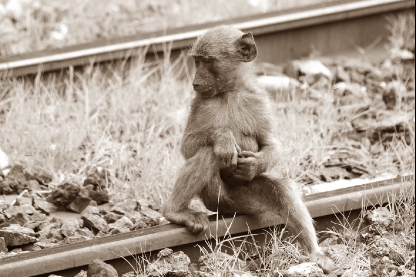 How the monkey officially worked on the railway