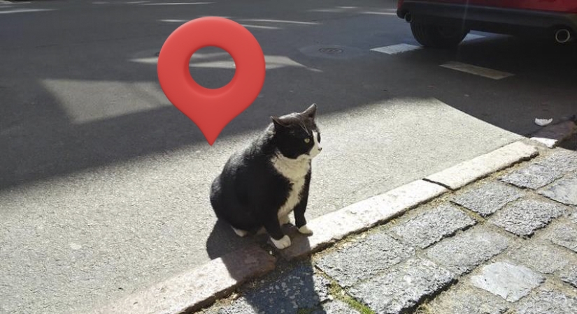 How the street cat Gacek from Szczecin, Poland, ended up on Google Maps and then disappeared