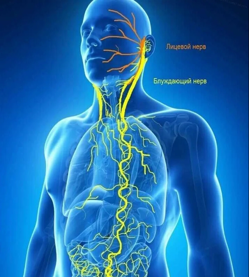 How the vagus nerve vagus affects us and how we can influence it