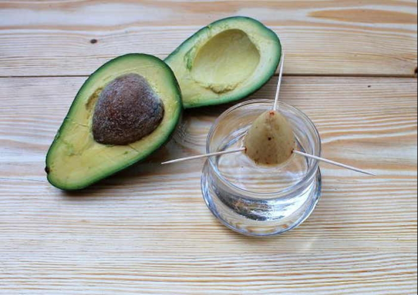 How to grow an avocado from a seed on a windowsill