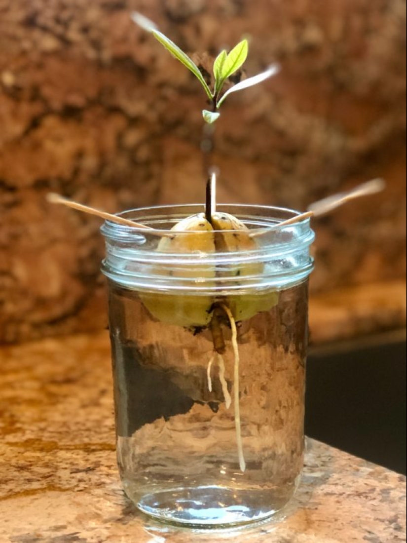 How to grow an avocado from a seed on a windowsill