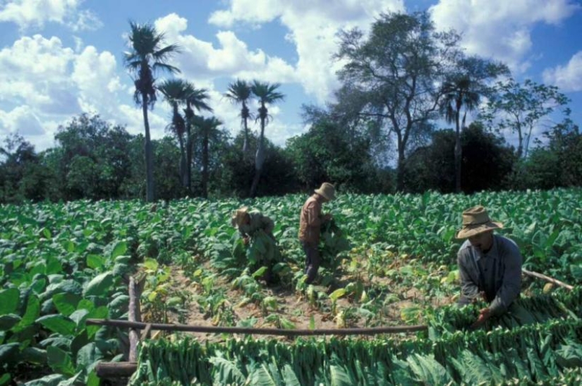 How to make the best Cuban cigars