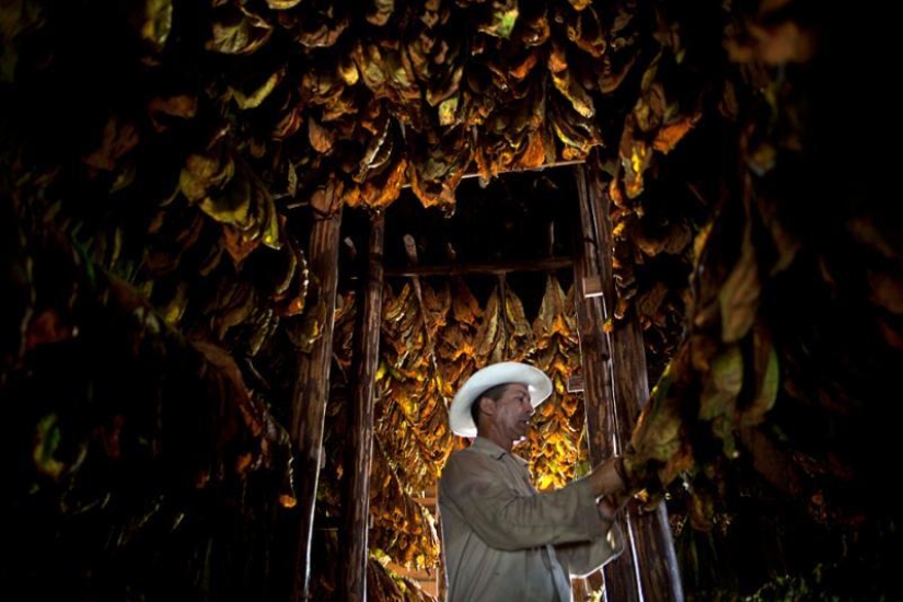 How to make the best Cuban cigars