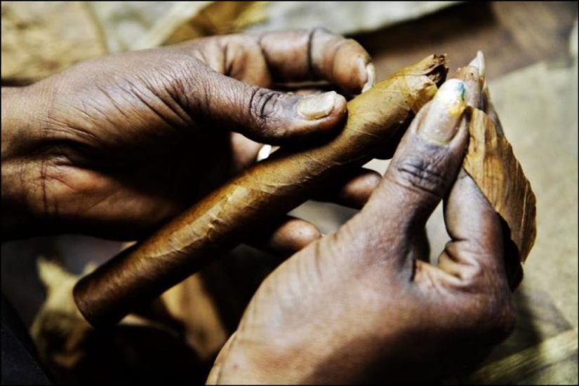 How to make the best Cuban cigars