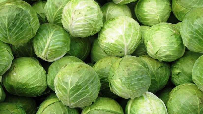 How to properly pickle cabbage: 8 mistakes that 90 percent of people make