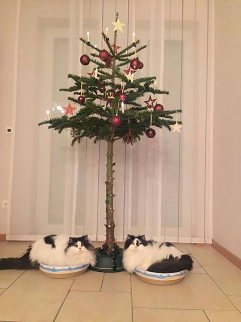 How to protect a Christmas tree from harmful and audacious pets