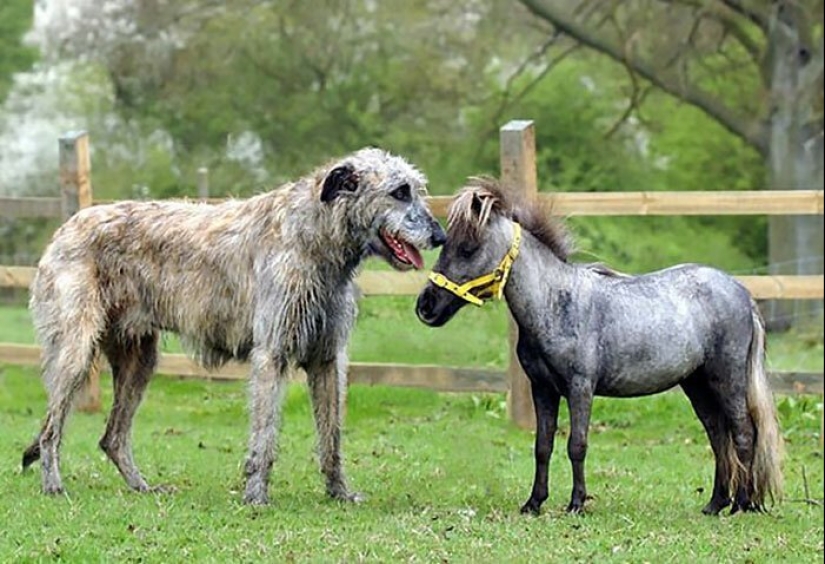 Huge, funny, kind: 45 Irish wolfhounds that will impress with their size