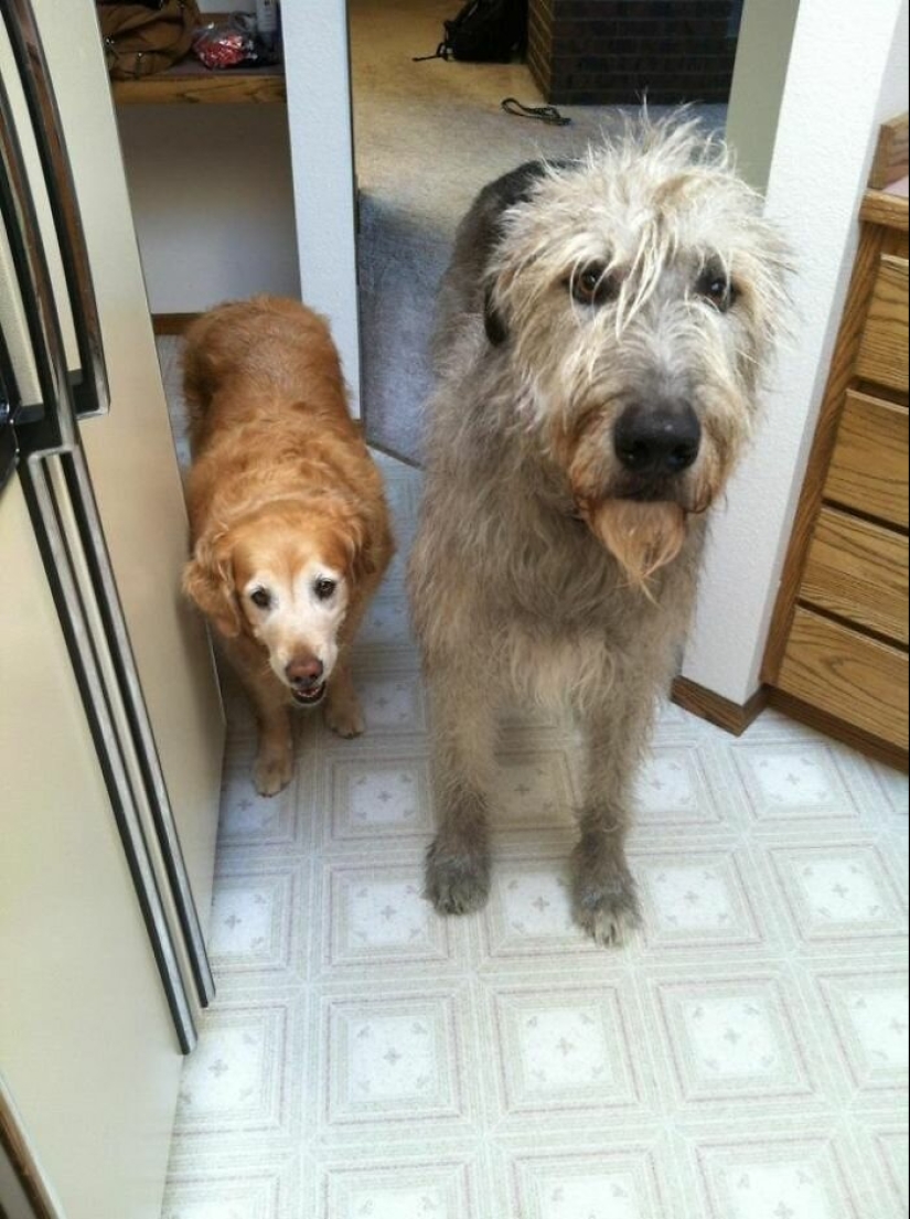 Huge, funny, kind: 45 Irish wolfhounds that will impress with their size