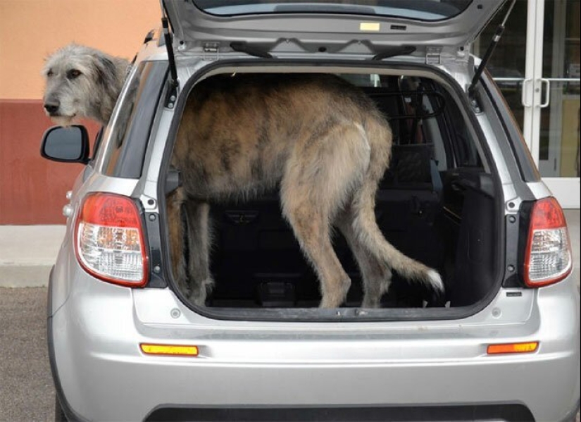 Huge, funny, kind: 45 Irish wolfhounds that will impress with their size