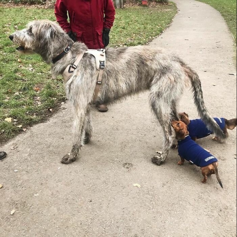 Huge, funny, kind: 45 Irish wolfhounds that will impress with their size