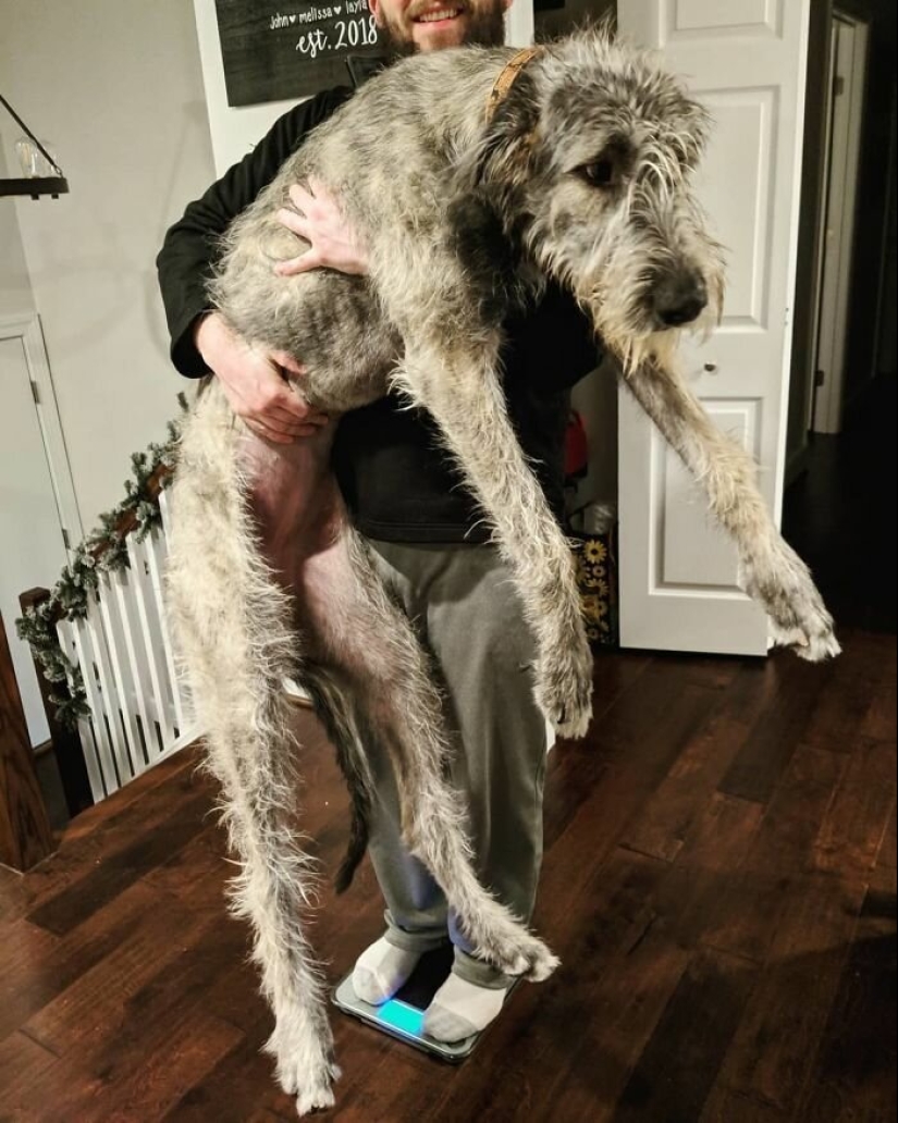 Huge, funny, kind: 45 Irish wolfhounds that will impress with their size