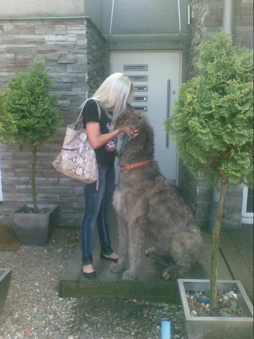 Huge, funny, kind: 45 Irish wolfhounds that will impress with their size