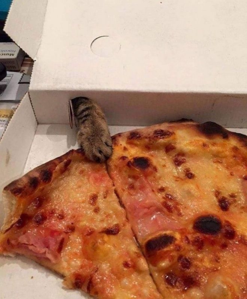 Hunger is not an aunt: 25 photos about a wonderful appetite that will definitely make you laugh