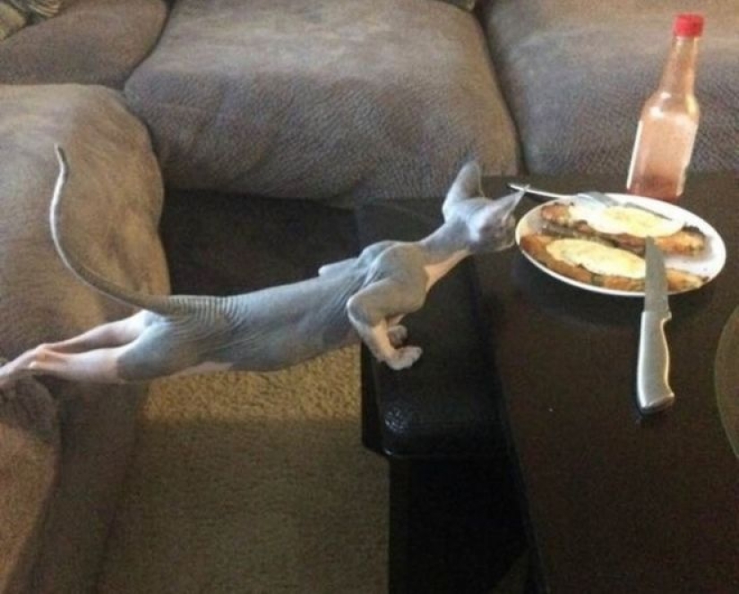 Hunger is not an aunt: 25 photos about a wonderful appetite that will definitely make you laugh