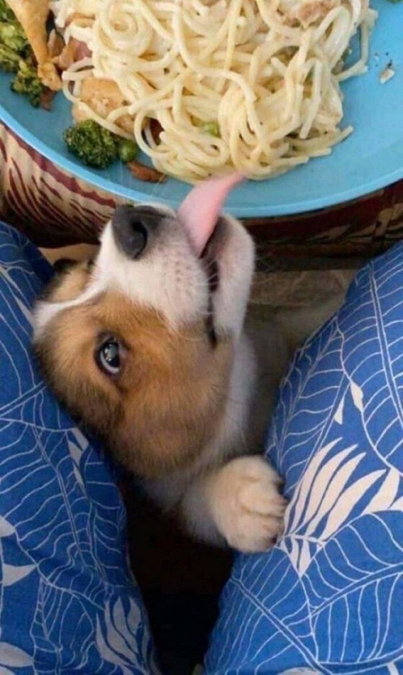 Hunger is not an aunt: 25 photos about a wonderful appetite that will definitely make you laugh