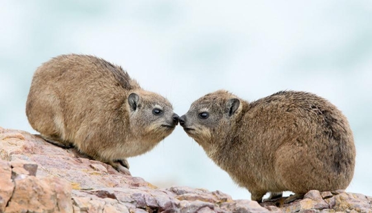 Hyraxes are furry relatives of elephants that live in burrows.