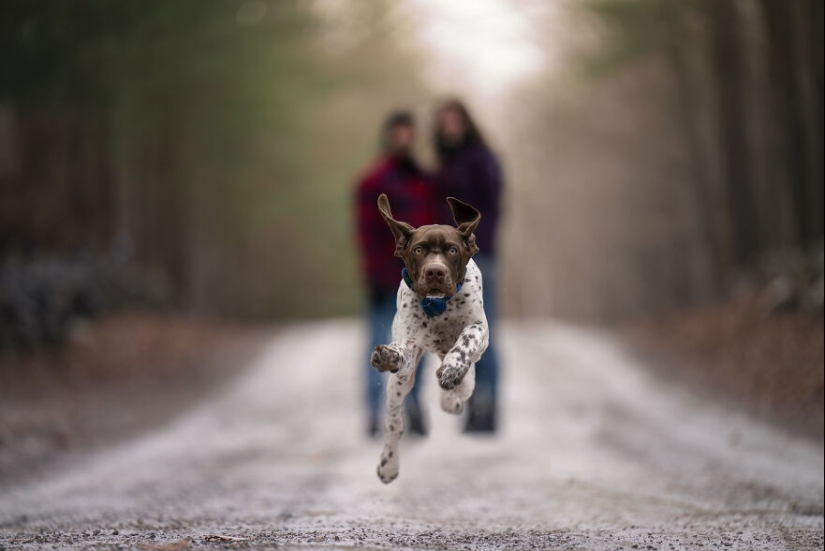 I Captured Dogs On The Run, And The Results Are The Most Adorable Faces Of Joy
