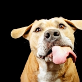 I Gave Pitbulls Peanut Butter, Grabbed My Camera, And Found Pure Joy