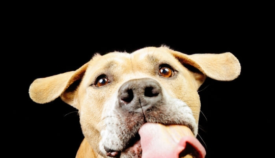 I Gave Pitbulls Peanut Butter, Grabbed My Camera, And Found Pure Joy