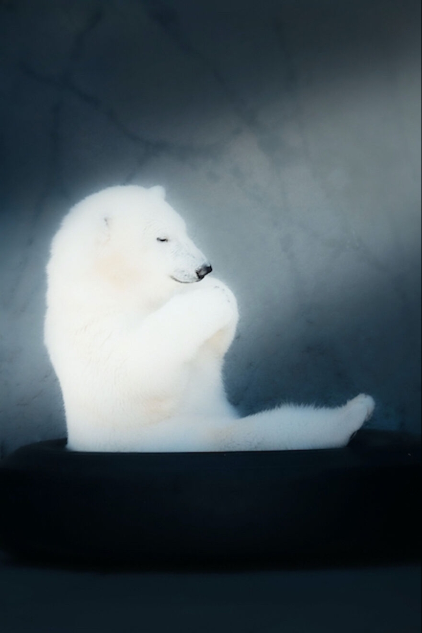I Observed And Photographed Daily Activities Of Polar Bears Living In The Zoo