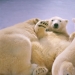 I Observed And Photographed Daily Activities Of Polar Bears Living In The Zoo