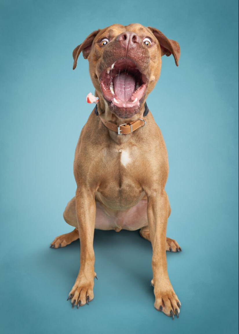 I Photographed 16 Rescue Dogs In Hopes That This Will Help Them Find Forever Homes