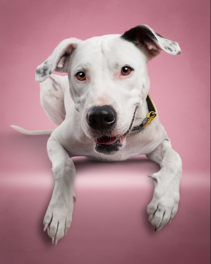 I Photographed 16 Rescue Dogs In Hopes That This Will Help Them Find Forever Homes