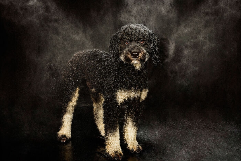 I Photographed Dogs Playing With Water